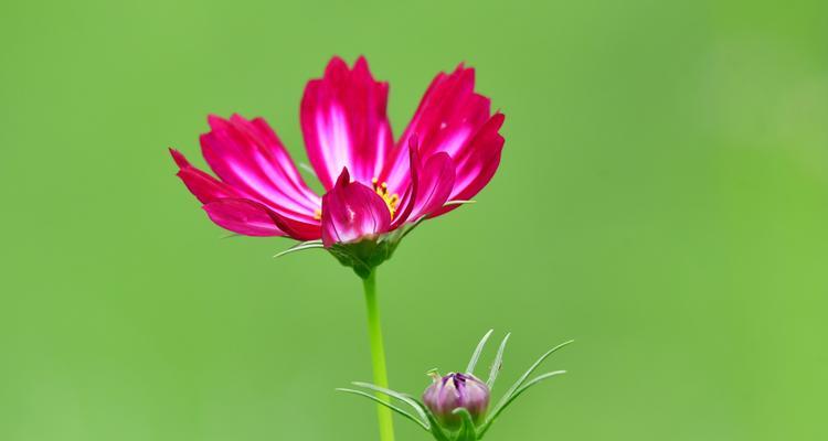 白色波斯菊花语的魅力（用花语传达情感与祝福）