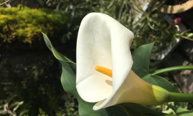 马蹄莲花的开花特点（探究马蹄莲花一年开几次花及其开花周期）