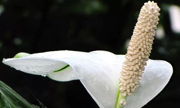 马蹄莲为什么不开花（探究马蹄莲不开花的原因及解决方法）