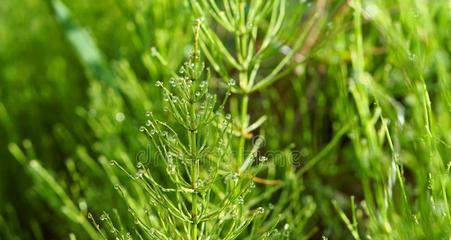 马尾草的品种与特点（了解马尾草）