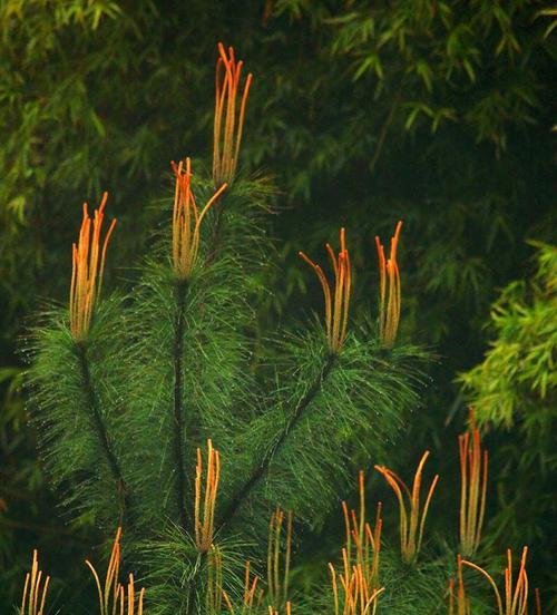 马尾松——一种被子植物（探究马尾松的分类）