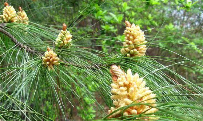 马尾松不是蕨类植物（解读马尾松的分类学地位）