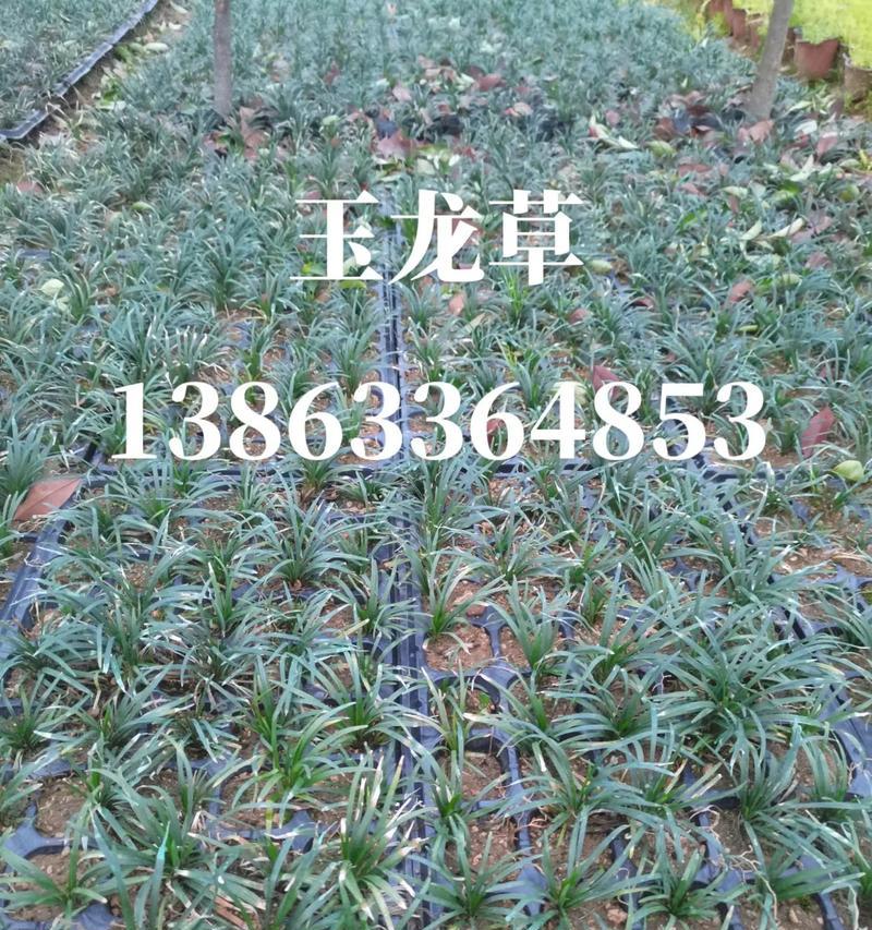 探秘麦冬根的形态（草本植物麦冬的根部构造及功能）