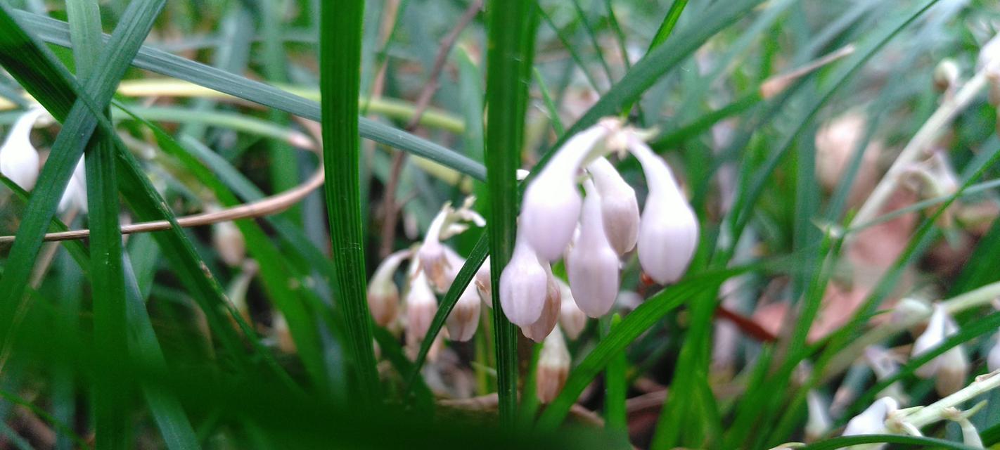 麦冬开花季节及生长习性（春日观赏）