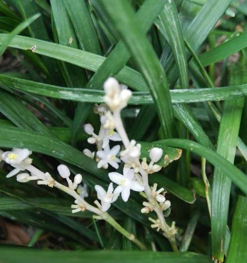 探秘麦冬开花季节（了解麦冬的开花时间及生长习性）