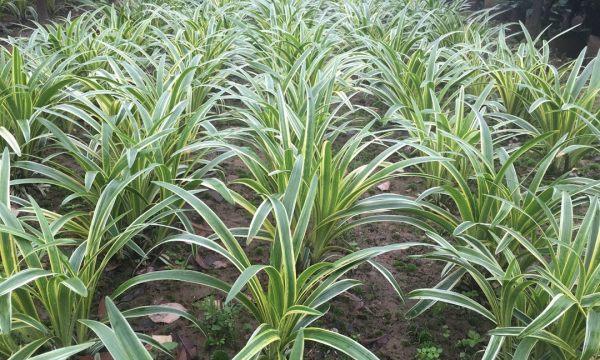 麦冬——多年生的神奇植物（探秘麦冬的生命特征与药用价值）