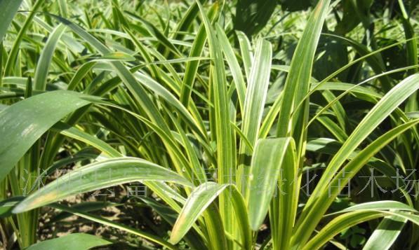 麦冬——多年生的神奇植物（探秘麦冬的生命特征与药用价值）