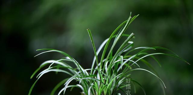 麦饭石的神奇之处——可以种兰花（解密麦饭石在兰花种植中的作用及注意事项）