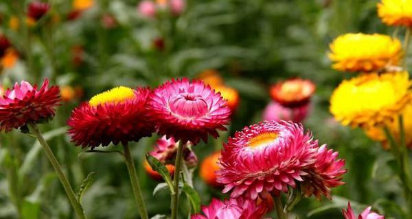 麦秆菊怎么醒花（科学家告诉你麦秆菊醒花的小技巧）