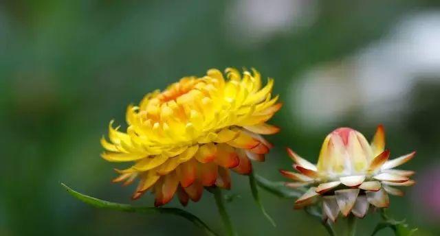 麦秆菊怎么醒花（科学家告诉你麦秆菊醒花的小技巧）