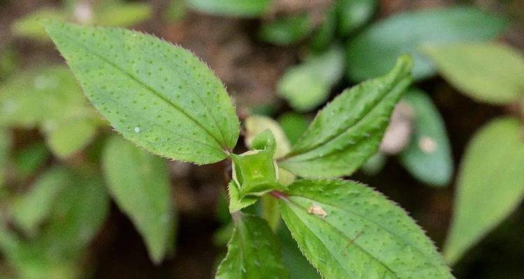 麦壳种花神器——一文教你如何利用麦壳种花（让废弃的麦壳变成生机勃勃的花园）