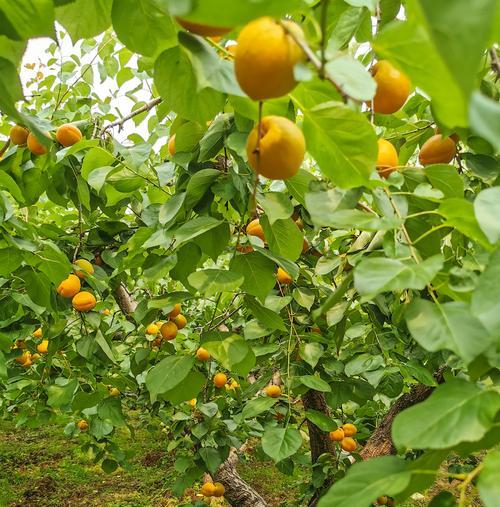 麦李果实的食用价值（了解麦李果实的营养价值及食用方法）