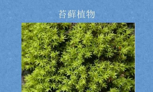 满江红到底是不是藻类植物（揭开满江红的真相——从科学角度解读）