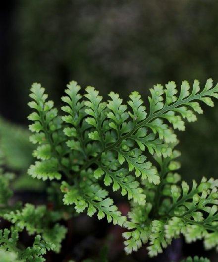 满江红是蕨类植物还是其他植物（探究满江红的植物学分类与特征）