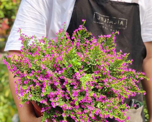 满天星花开季节与特点（了解满天星花的生长习性和观赏价值）