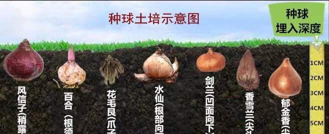 打造满天星之美——满天星配土方法与种植土壤探析（用种植土壤为关键）