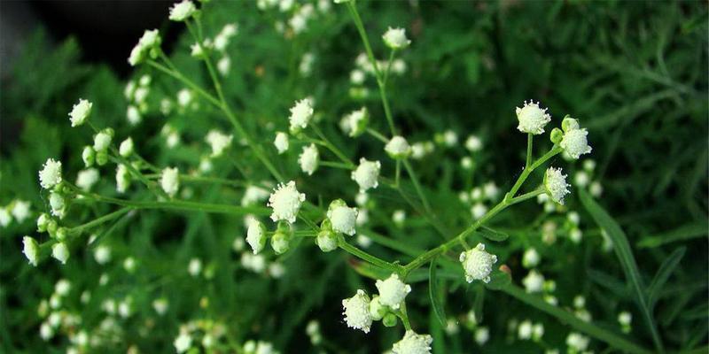 从植物分类角度探讨满天星的真实身份（从植物分类角度探讨满天星的真实身份）