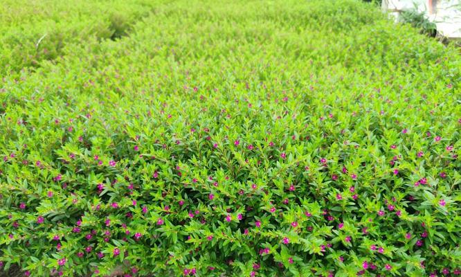 满天星，四季常开的鲜花之美（从种植到赏花）