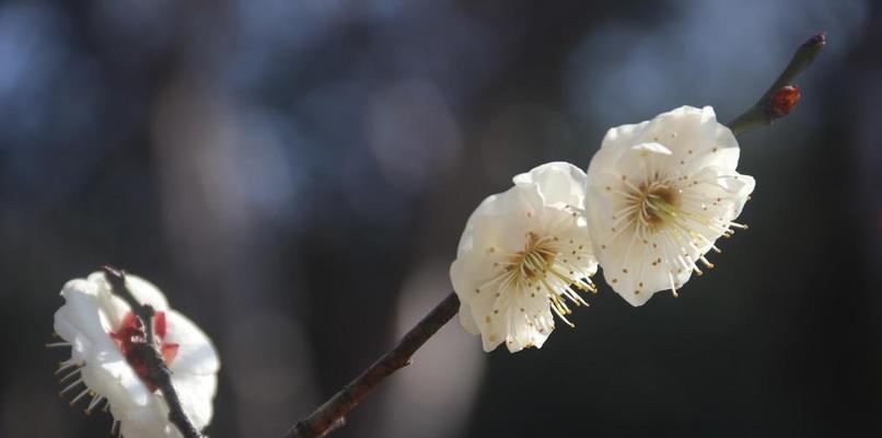 梅花的美丽与寓意（傲雪寒梅）