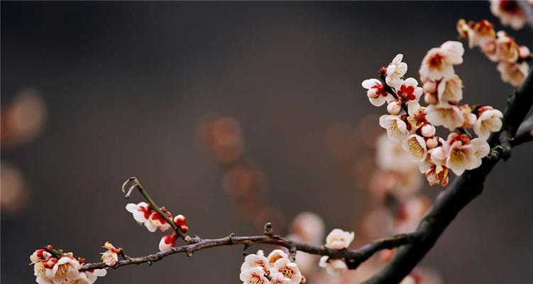 梅花的花语传递的意义与启示（探寻梅花花语的深层含义）