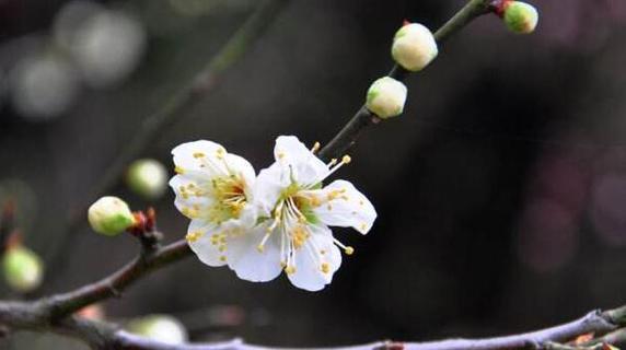 梅花的花语传递的意义与启示（探寻梅花花语的深层含义）