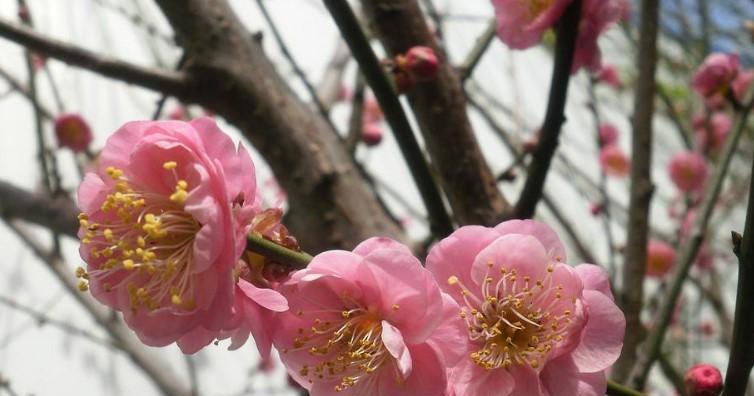 梅花的象征意义及其美丽之魅力（探索梅花的文化内涵与生命力）