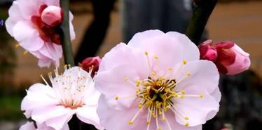 梅花的寓意与花语（传递希望的梅花）