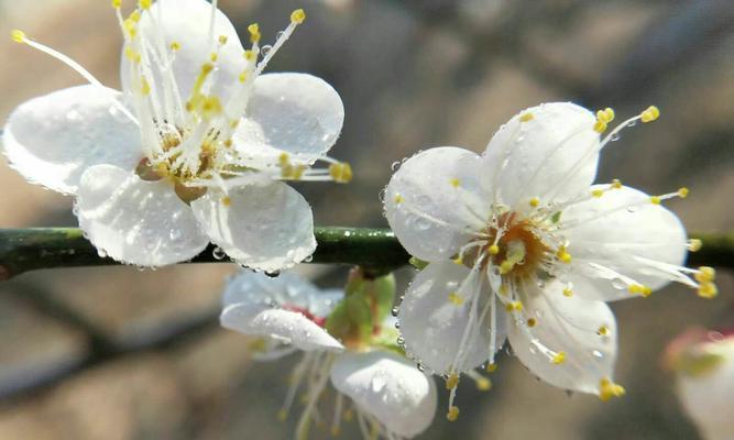 梅花花语与其意义（探索梅花花语的含义与象征）