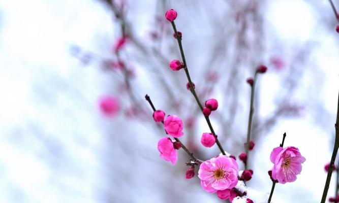 冬天梅花的坚韧生命之美（凌寒独放鲜艳绽放的冬天梅花）