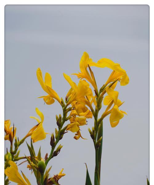 美人蕉花语与传说（美人蕉的魅力及其神秘传说）