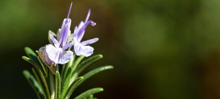 迷迭香的花语（揭示迷迭香花朵背后的深刻意义）