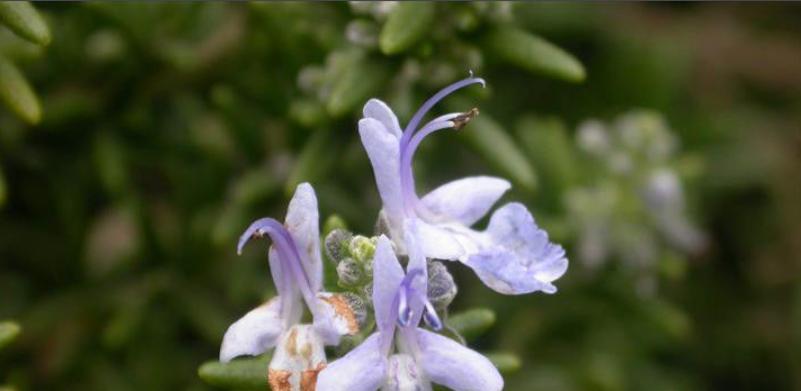 迷迭香花语的传说与含义（探寻迷迭香的美丽传说与深刻寓意）