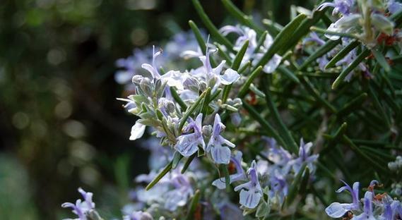 迷迭香花语（追寻迷迭香背后的奥秘）