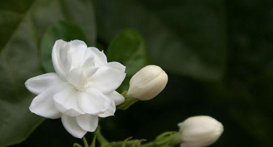 茉莉的花语与象征意义（茉莉花的美丽与象征之旅）