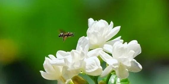 茉莉花的花语与寓意——香气与纯洁的象征（解读茉莉花的含义及其在不同文化中的象征意义）