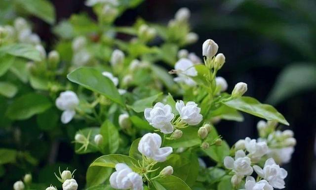 茉莉花的花语与寓意（茉莉花的美丽与隐喻）