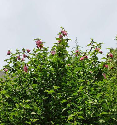 以木槿之花，传承千年的美丽传说（探寻木槿花的花语与传说）