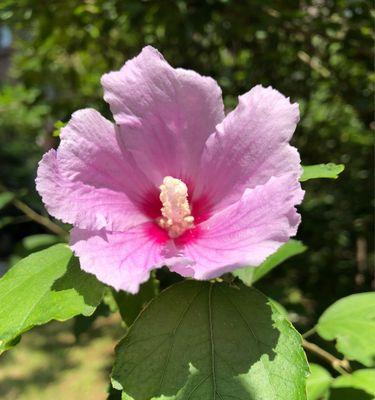 以木槿之花，传承千年的美丽传说（探寻木槿花的花语与传说）