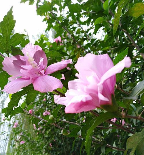 木槿花花语与象征意义（探秘木槿花的深层寓意）