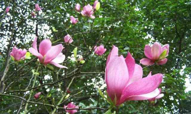 木兰花的花语与寓意（传承坚毅之美——木兰花的花语与寓意）