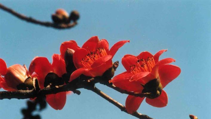 广州市花木棉花的花语与寓意（探寻广州市花木棉花的意义和象征）