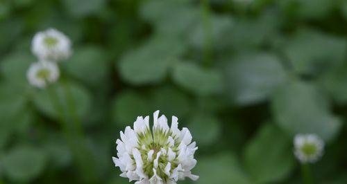 苜蓿花语之美——探寻花朵的深意（苜蓿花的花语及其象征的丰富内涵）