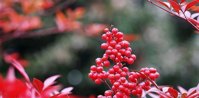 南天竹寓意象征及其文化内涵（探寻南天竹的象征意义与传承之道）