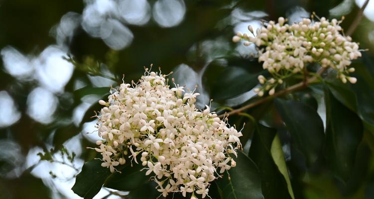 女贞花的花语与意义（解读女贞花的15种花语及象征）