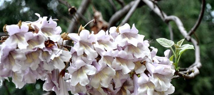 泡桐花的花语与寓意（深入解读泡桐花的神秘之美）