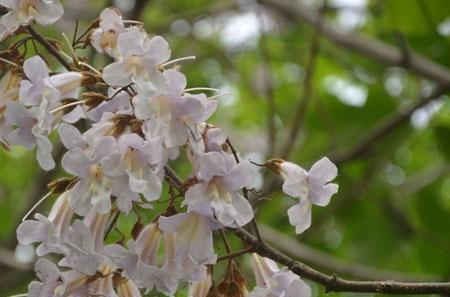 泡桐花的花语与寓意（深入解读泡桐花的神秘之美）