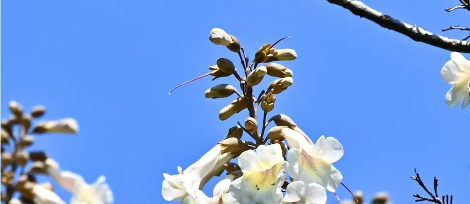 泡桐花的花语与传说（探寻泡桐花的含义与神话传说）