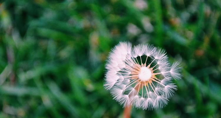 蒲公英的花语与传说（蒲公英的神奇之旅）