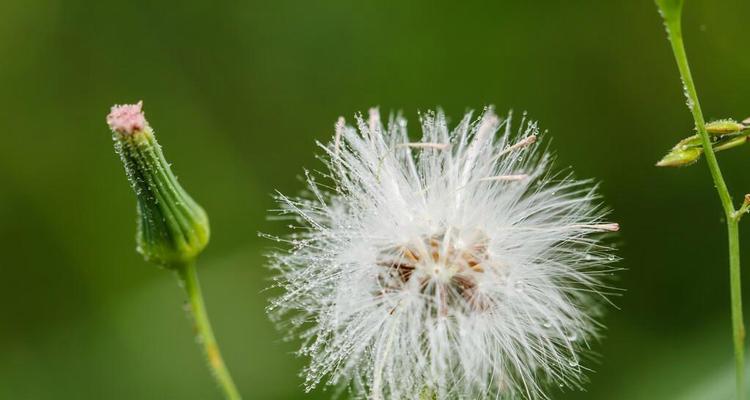 蒲公英的花语与象征（蒲公英的寓意与文化传承）