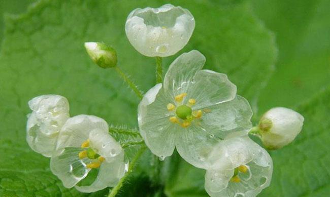 千代兰的花语与寓意（揭开千代兰花背后的意义）